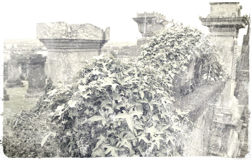 Overgrown.jpg