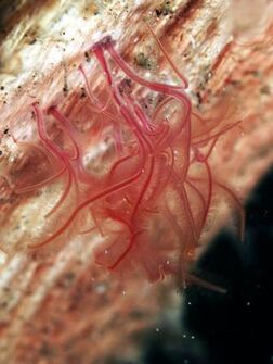 Zombie-worms-1