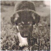 Untitledpuppie.jpg