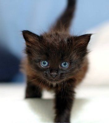 https://static.wikia.nocookie.net/creepypasta/images/7/7d/Black-kitten-2.jpg/revision/latest?cb=20120402040942