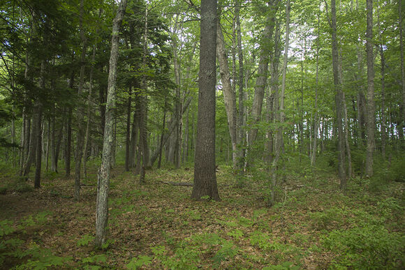 Forest Kiddieland.jpg