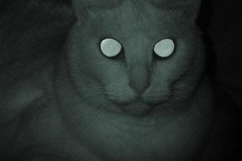 Призрак кот