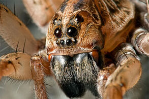 Carolina-wolfspider1.jpg