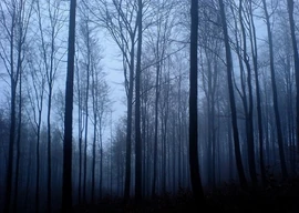 Creepy forest