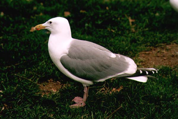 The Bird | Creepypasta Wiki | Fandom