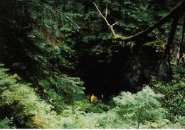 Forest Cave