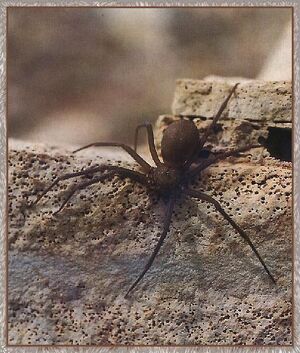 Violin spider.jpg