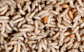 Maggots
