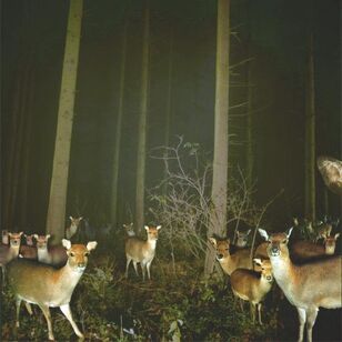 Deer
