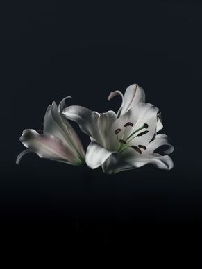 Sweet Lily