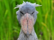 Creepy shoebill