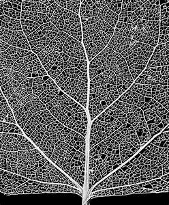 Skeleton leaf