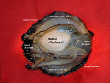 Abalone organs