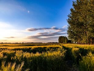 Wheatfield-2349589 960 720-1-.jpg