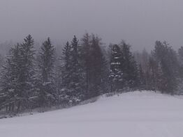 Verschneiter Nebeliger Wald.jpg