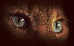 Cateyes
