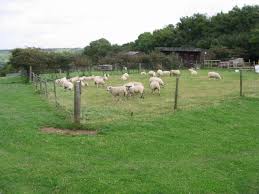 Sheeep