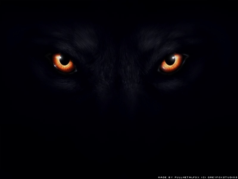 black wolves with yellow eyes