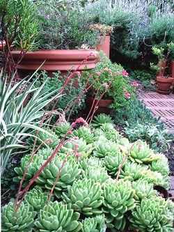 Morning in the garden . . .
