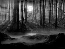Scarydarkwoods.jpg