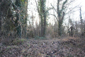 Slender forest 4.jpg (254 KB) Slender forest 4