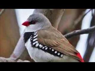"Little_Birdie"_Narration_1