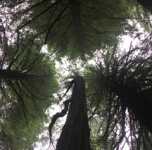 Treescanopyview