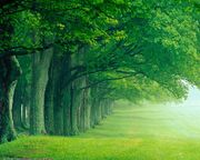 Green-forest-wallpaper.jpg