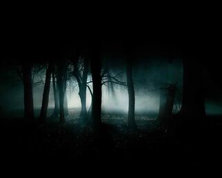 Dark-forest-35836