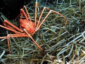 Crab