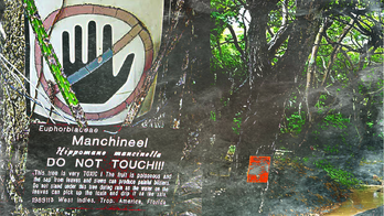 Manchineel.png