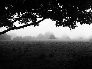 Morning Fog Emerging From Trees