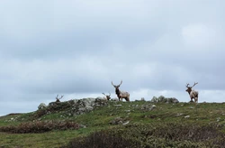 Reindeer-1209961 1920