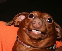Cute doggy.jpg
