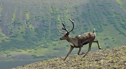 Caribou-2035472 1280