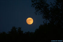 Orange-harvest-moon 57176