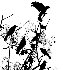 Crows-in-tree-e1343676636120.jpg