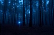 Flashlight-In-Woods-300x199