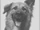 The Silver Dog