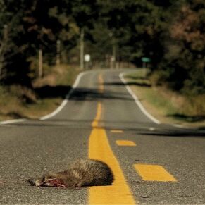 Roadkillalley.jpg