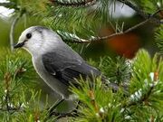 The White Nightingale.jpg