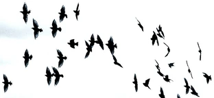 2393573117 83bec721bc z