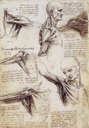 Shoulderandneck1.jpg
