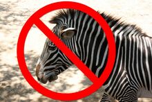 Zebra.jpeg