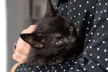 Cat-1739237 1920