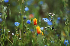 Wildflowers