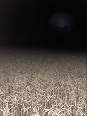 15 (used in Golden Sea)