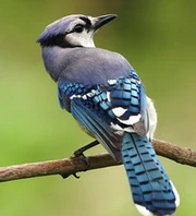 Blue jay (Cyanocitta cristata). Like other corvids, jays sometimes make mobbing calls in response to predators