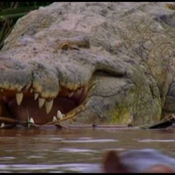 Riesenkrokodil Gustave