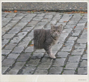 Halbkatze